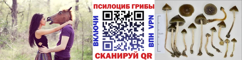 Галлюциногенные грибы Psilocybine cubensis  ОМГ ОМГ ONION  Рошаль 
